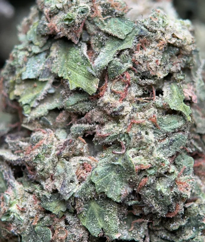 BC Pink Kush product image 5