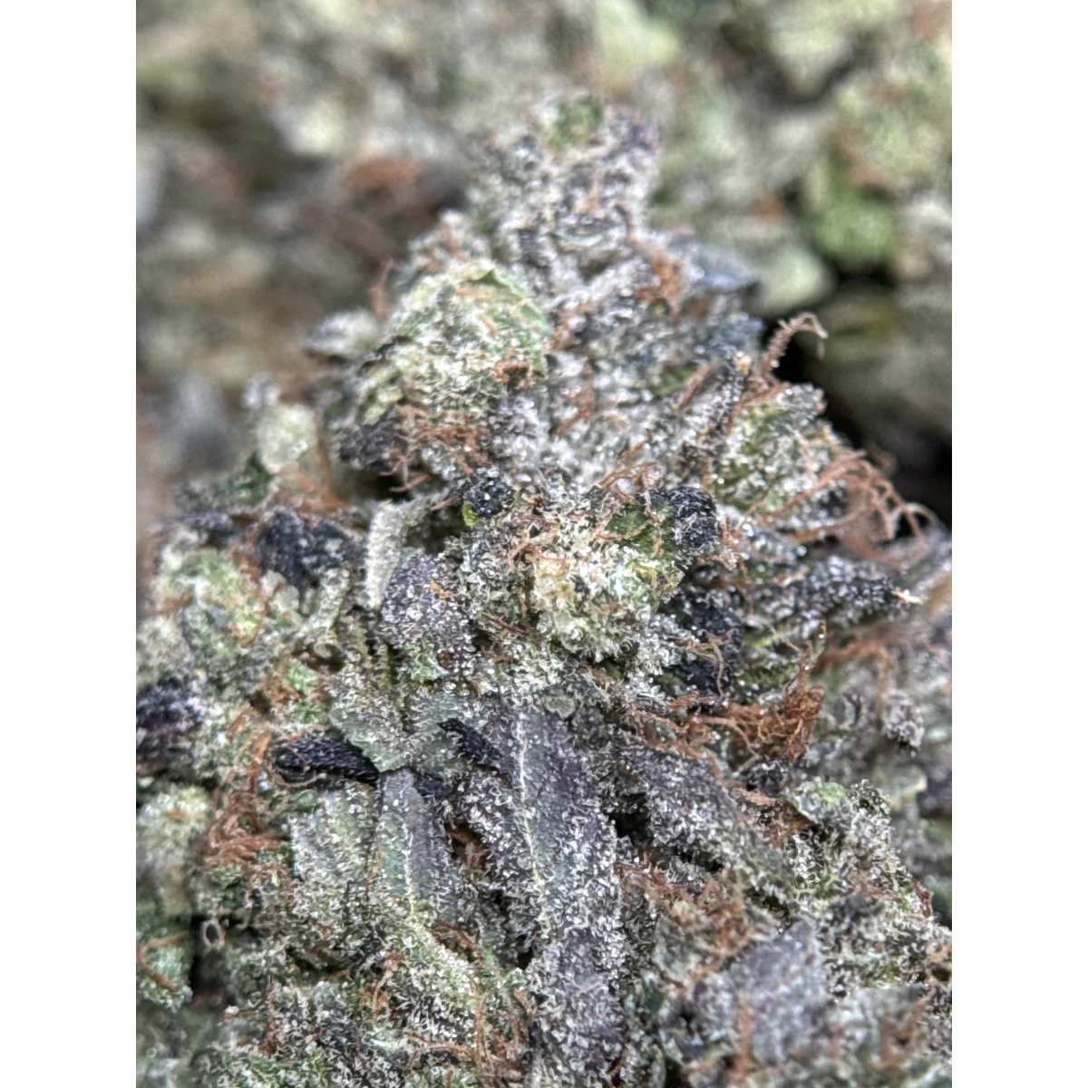 Pink Tuna product image 2