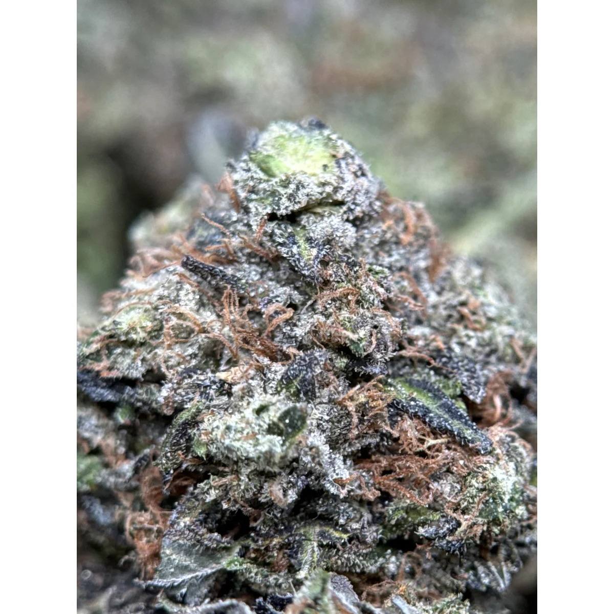 Pink Tuna product image 3